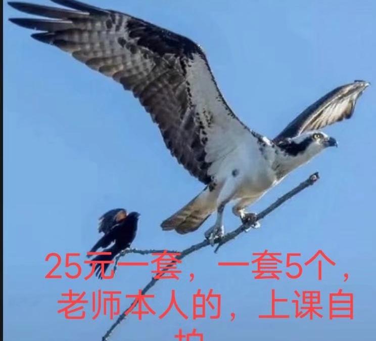 香坊姐姐